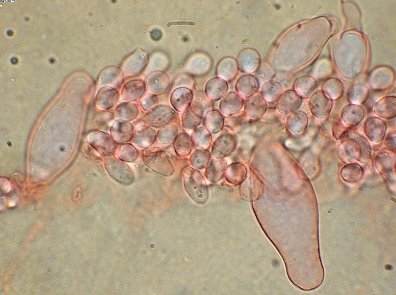 Coprinopsis strossmayeri (Schulzer) Redhead et al.